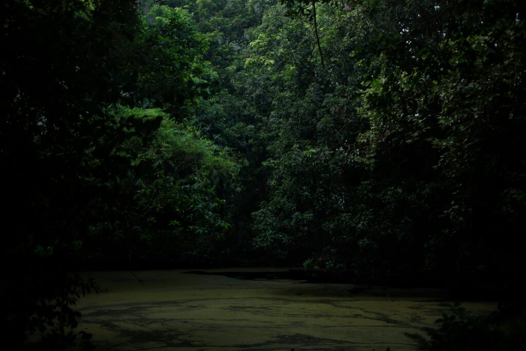 tonmoy iftekhar wjKkzxSWx8A unsplash
